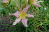 Lavender Light13 (Small).JPG (152193 bytes)
